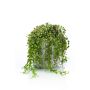 Planta artificial de senecio PIURA en maceta de cemento, verde, 15cm