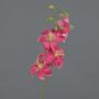 Lirio de tigre falso ASHANTI, rosa, 65cm, Ø8cm