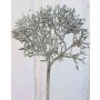 Rama de coral artificial NADINA, brillo, marrón-plateado, 45cm