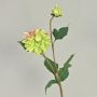 Dalia artificial PATRITZIA, verde-rosa, 55cm