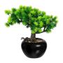 Árbol decorativo bonsái alerce DALUP en maceta de cerámica, raíces, 19 cm