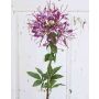 Flor araña artificial HILDEGARD, violeta, 85cm