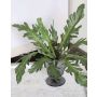 Helecho de asplenio artificial ADRIENNE en varilla de ajuste, verde, 30cm, Ø45cm