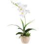 Arreglo floral artificial de orquídea y aeonium FININ, hierba, maceta de cemento, raíces, blanco, 45 cm
