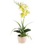 Arreglo floral artificial de orquídea y aeonium FININ, hierba, maceta de cemento, raíces, verde y blanco, 45 cm