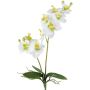 Flor decorativa Phalaenopsis Orquídea KRUZBER, varilla, raíces, blanco-verde, 55 cm