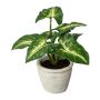 Planta decorativa Syngonium KLORHE, maceta de cemento, verde, 20 cm