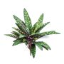 Planta artificial Calathea Makoyana MANAMI en varilla, verde-rojo, 40 cm