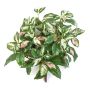 Planta artificial Hoya carnosa OLEANA en varilla, verde-blanco-rosa, 40 cm