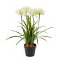 Planta artificial agapanto LESEDA en maceta decorativa, blanca, 65 cm