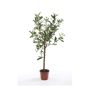 Olivo decorativo ALBERTO, tronco real, con frutos, 65cm
