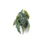 Begonia maculata artificial JOELLE en varilla de ajuste, verde-blanco, 30cm