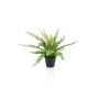 Helecho de Boston decorativo MONTANES, verde, 35cm