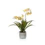 Orquídea oncidium falsa COLUNGA en maceta de cerámica, amarillo-naranja, 45cm