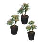 Arreglo floral artificial de suculentas DRULKE en maceta decorativa, 3 unidades, verde-rosa, 21-23 cm