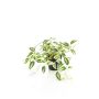 Planta artificial Tradescantia zebrina DIHALLU en maceta decorativa, verde-blanca, 19 cm