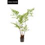 Palmera de plástico Palmera cola de pez JENKFAN, verde, 140 cm