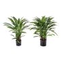 Planta artificial Calathea Rufibarba ADELFRIEDE, verde, 85 cm