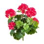 Geranio artificial OTTAVIA en varilla, crossdoor, rosa, 40 cm