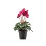 Ciclamen artificial VERIANA en maceta decorativa, rosa, 30 cm