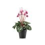 Ciclamen artificial VERIANA en maceta decorativa, blanco-rosa, 30 cm