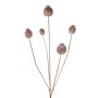 Cápsula de amapola artificial FILOMELA, marrón claro, 75cm