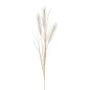 Rama de hierba de la pampa artificial BALARI, panículas, crema, 65cm