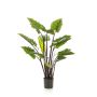 Alocasia odora artificial KANAYE, verde, 130cm
