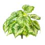 Begonia rex artificial BEVEN en varilla de ajuste, verde-amarillo, 35cm