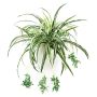 Cintas de plástico KOCHAB, en varilla de ajuste, verde-blanco, 60cm