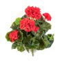 Geranio artificial CAPH en varilla de ajuste, rojo, 30cm