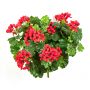 Geranio artificial KAISA en varilla de ajuste, rojo, 35cm