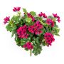 Geranio artificial KAISA en varilla de ajuste, violeta, 35cm