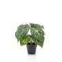 Anturio artificial TESHI, verde-crema, 25cm