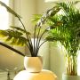 Verdor tropical