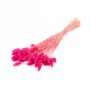 Hierba canaria seca BRAGILA en ramillete, rosa, 50-75 cm, Ø 12 cm