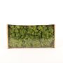 Auténtico musgo islandés SVEINBJÖRN, verde prado, 500g