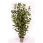 Bambú decorativo HILDEMARA, varas de bambú natural, crossdoor, 175 cm - Fabricado en Italia