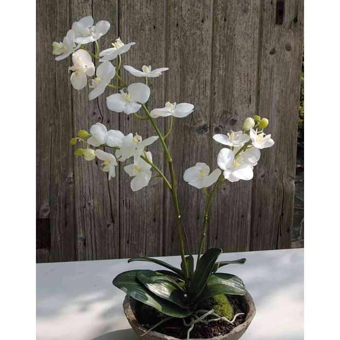 Orquídea sintética Phalaenopsis SEMMA en cuenco, blanco-crema, 70cm