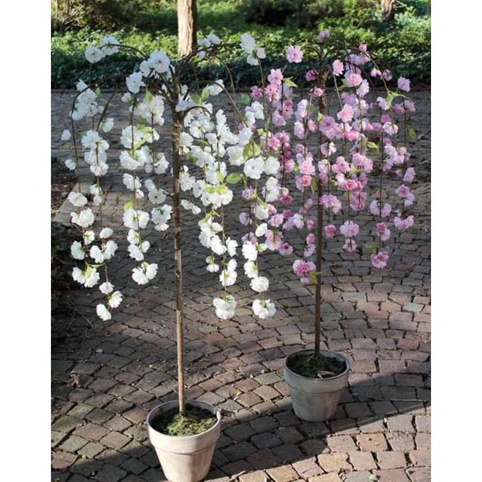 Árbol de cerezo en flor colgante YAGAMI, tronco artificial, flores, maceta  decorativa, blanco, 120cm