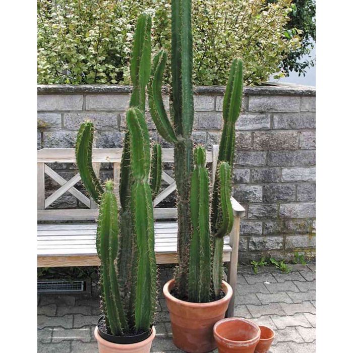 Cactus columnar artificial KARUSA, verde, 165cm