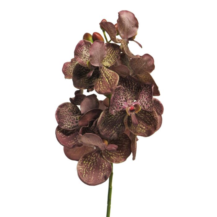 Rama decorativa de orquídea Vanda RUNBAO, marrón, 70cm