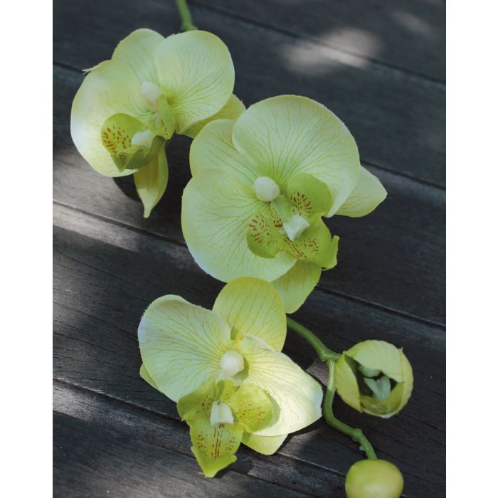 Rama artificial de Orquídea Phalaenopsis XANA, crema-verde, 40cm
