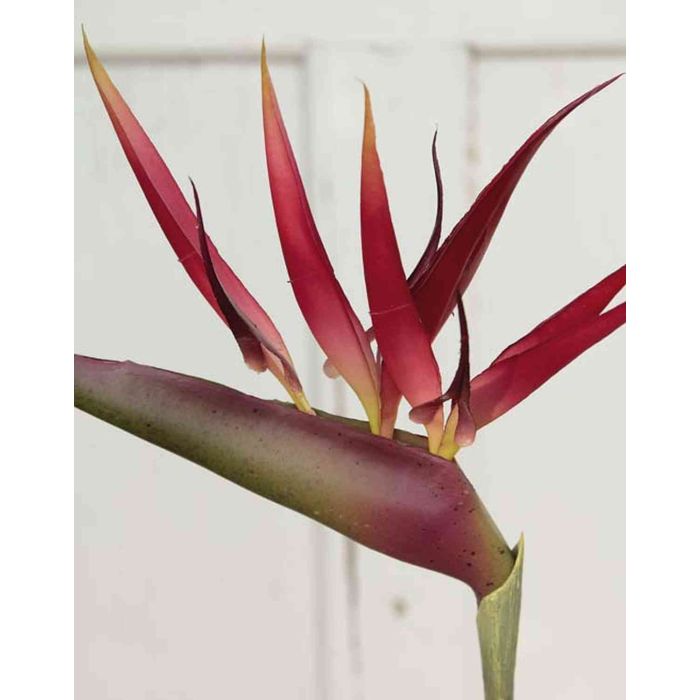Flor ave del paraíso artificial PARDIS, rojo-negro, 75cm, 17x32cm