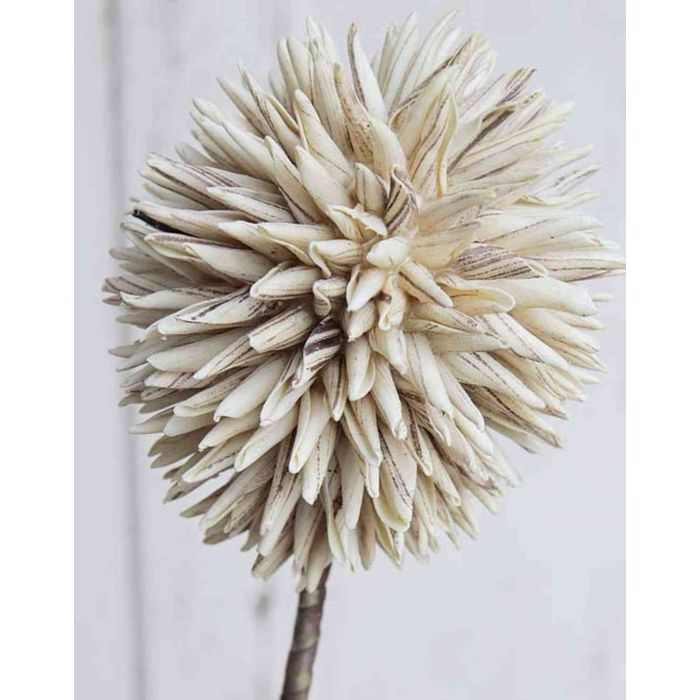 Excèlsa Conserva Aglio Salvaroma Allium con Appenderia, Bianco