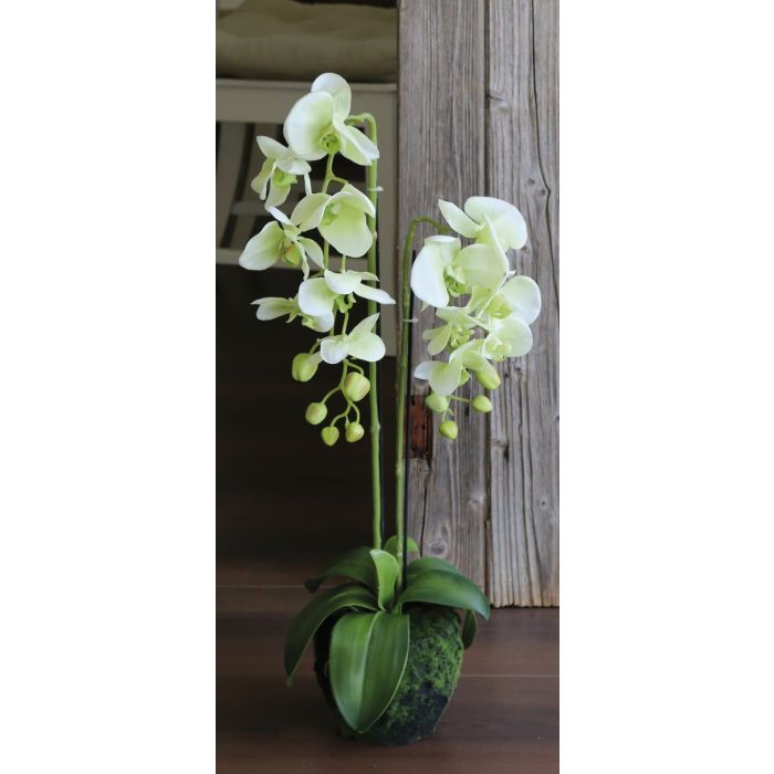 Orchidea Phalaenopsis artificiale 72 cm Real-Touch
