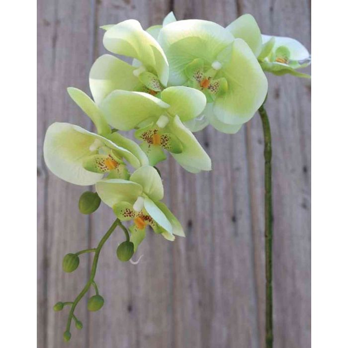 Rama artificial de orquídea Phalaenopsis ISALINE, crema-verde, 75cm
