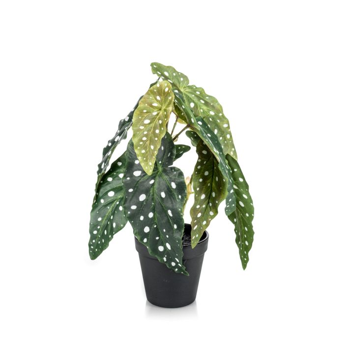 Begonia maculata artificial JOELLE, verde-blanco, 30cm