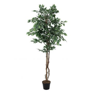 Ficus benjamina plástico JACOPO, tronco real, verde-blanco, 180cm
