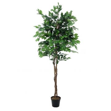 Ficus benjamina plástico JACOPO, tronco natural, verde, 150cm